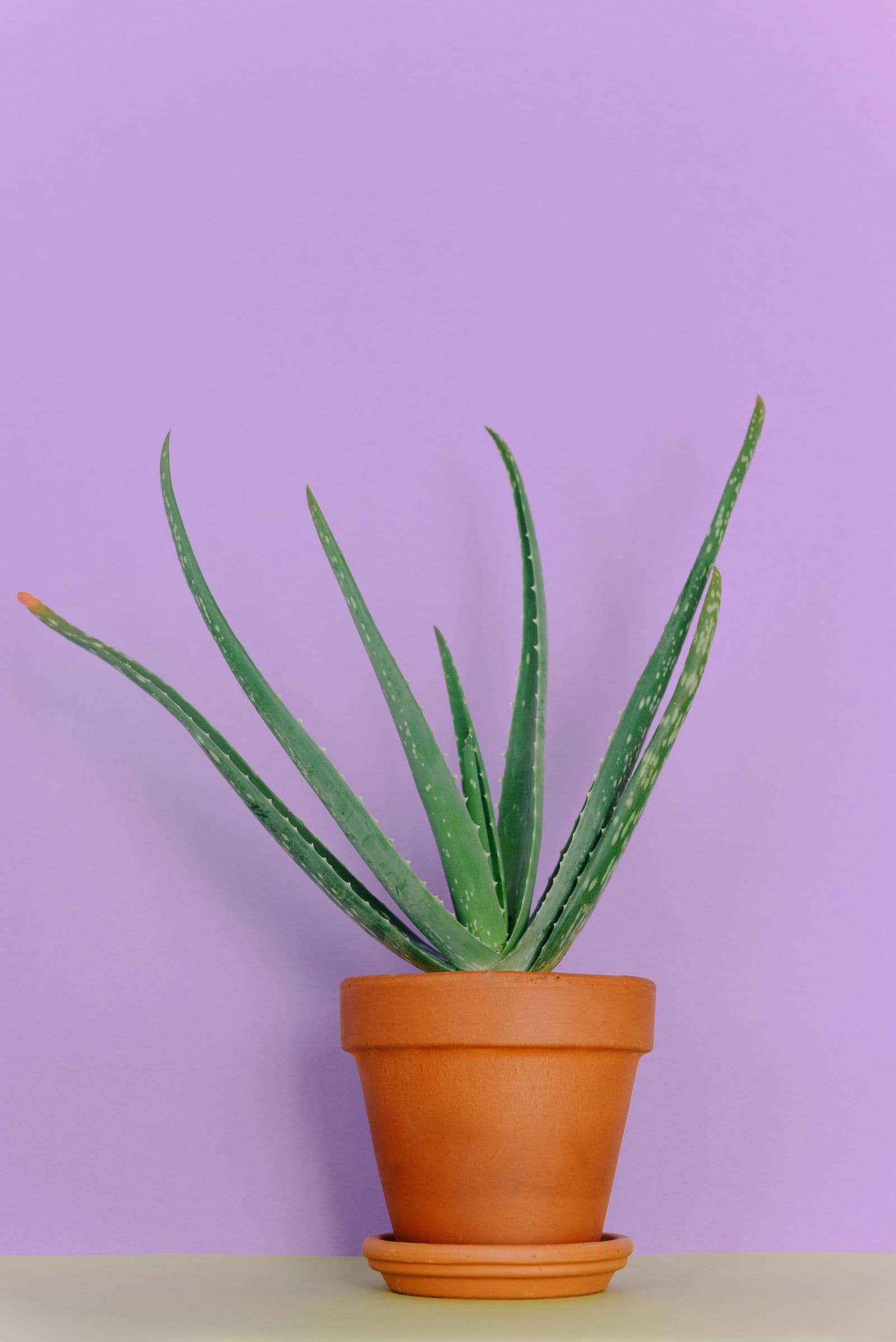 Planta de interior