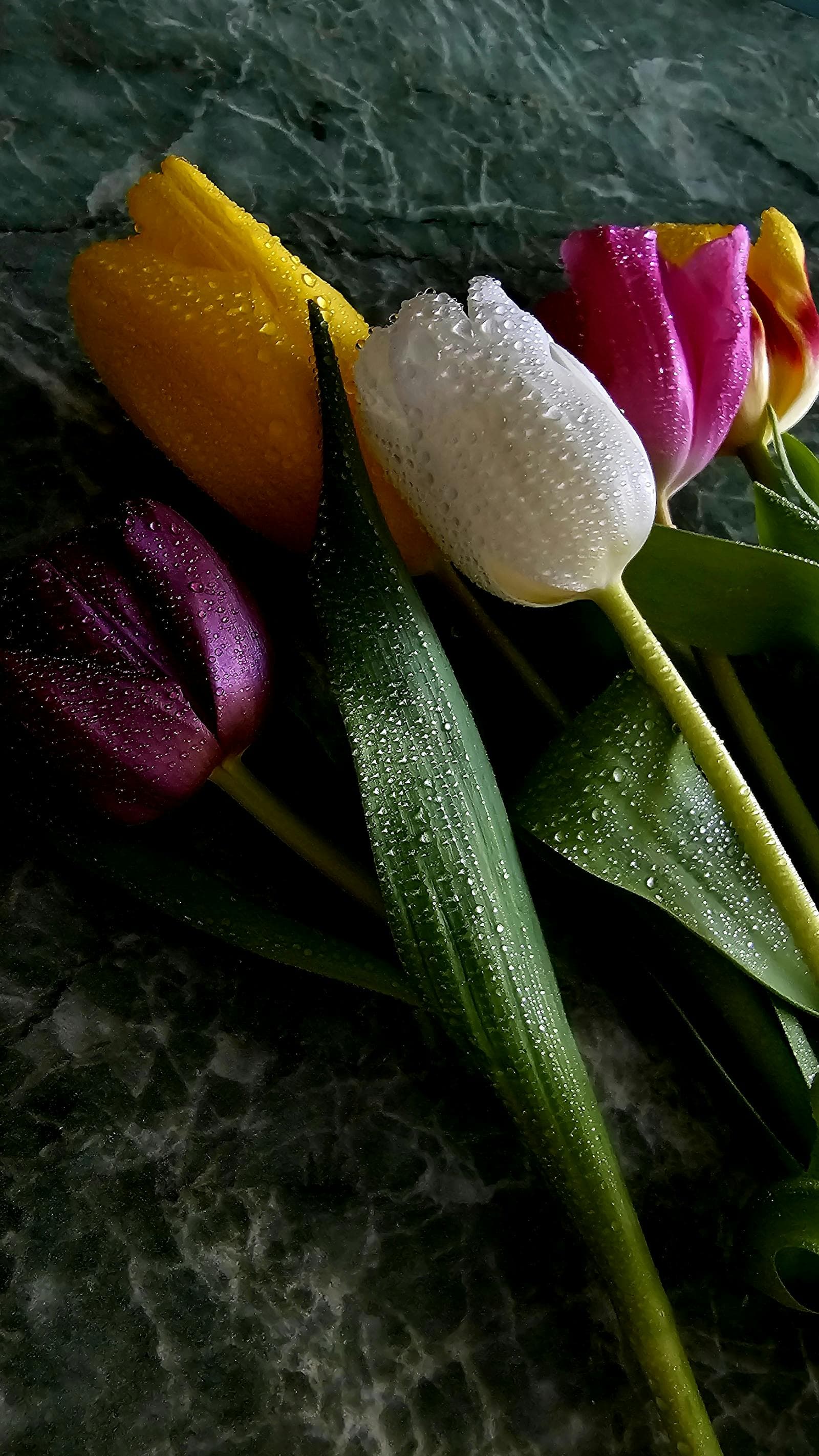 Tulipanes por tallo